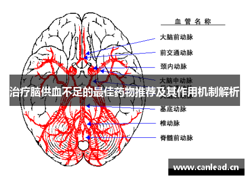 治疗脑供血不足的最佳药物推荐及其作用机制解析